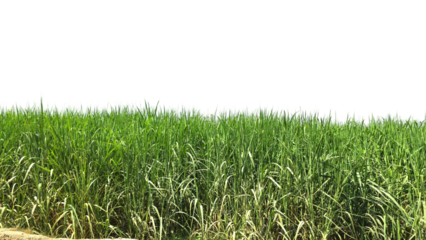 Sugarcane Green Field Isolated on a White Background with Copy Text Space. Agricultural Element for Nature, Farming, and Harvest-Themed Designs. PNG File