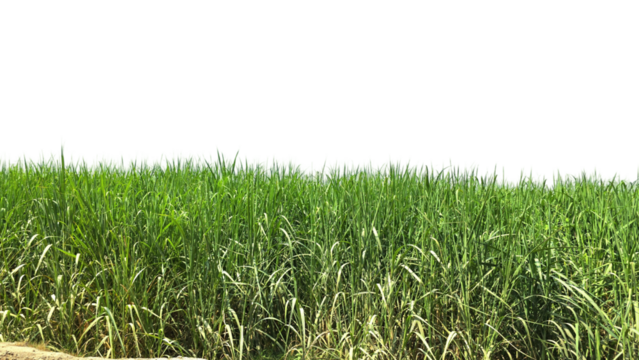 Sugarcane Green Field Isolated on a White Background with Copy Text Space. Agricultural Element for Nature, Farming, and Harvest-Themed Designs. PNG File