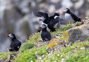 Group of five Atlantic Puffins with two greeting each other by touching beaks or billing. Bird social behavior on cliff at Saltee Islands, Ireland 