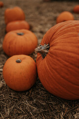 Pumpkins in a Straw-Covered Patch