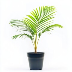 Vibrant palm plant in a black pot against a white background