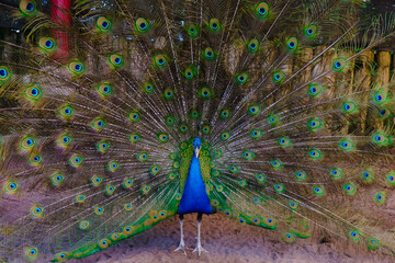 Obraz premium Close up peacock spreading tail feathers