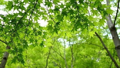 Fototapeta premium A vibrant display of fresh spring foliage, showcasing lush green maple leaves against a softly blurred backdrop of trees.