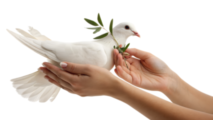 “World Female Day – Female Hands Holding Dove of Peace with Olive Branch, Symbol of Hope and Empowerment, Isolated PNG”