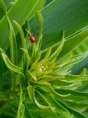 A lily leaf beetle (Lilioceris Iilii) on a white lily (Lilium cndidum). Photographed in Musio, a district of Tremosine.