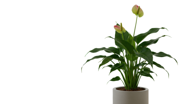 Thriving green plant with bright bloom in modern minimalist pot, light-filled office, blurred neutral furniture background, soft natural light. Concept of sustainable business growth - Powered by Adobe