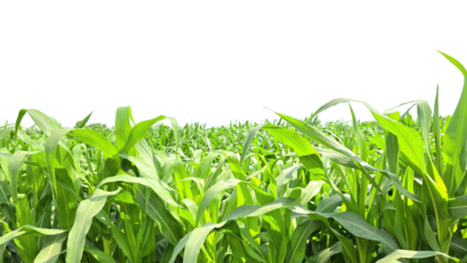 Corn Green Field Isolated on a White Background with Copy Text Space. Agricultural Element for Nature, Farming, and Harvest-Themed Designs. PNG File