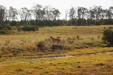 Alert lioness standing in natural habitat, Schotia safaris private game reserve