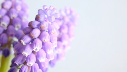 Close-up view of delicate purple flowers with soft, pastel tones, showcasing intricate details and a gentle, spring-like mood.