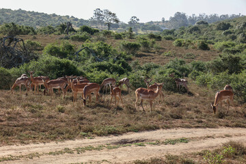 herd of  Impala grazing in Schotia safaris private game reserve