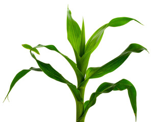 Young Maize Plant Side View with Green Leaves, isolated on transparent background