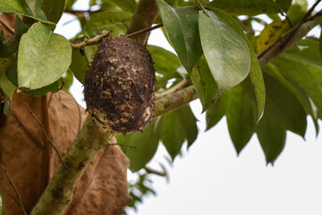 Soursop fruit (Annona muricata) broad-leafed tree, flowering, Soursop fruit rots due to pests