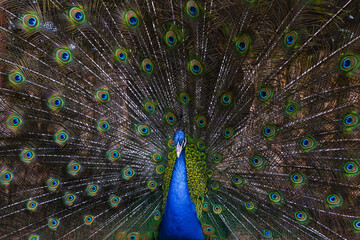 Naklejka premium Close up peacock spreading tail feathers