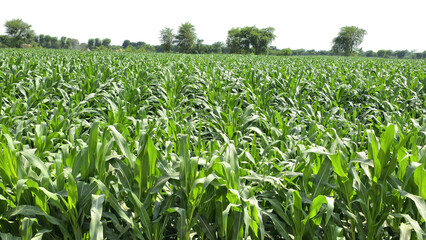 Sugarcane Green Field Isolated on a White Background with Copy Text Space. Agricultural Element for Nature, Farming, and Harvest-Themed Designs. PNG File