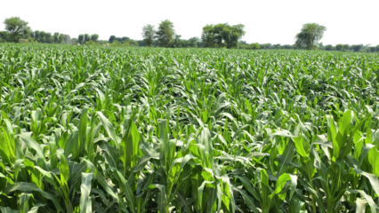 Sugarcane Green Field Isolated on a White Background with Copy Text Space. Agricultural Element for Nature, Farming, and Harvest-Themed Designs. PNG File
