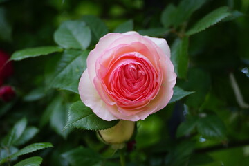 Pink rose macro with dew drops