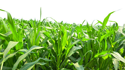 Corn Green Field Isolated on a White Background with Copy Text Space. Agricultural Element for Nature, Farming, and Harvest-Themed Designs. PNG File