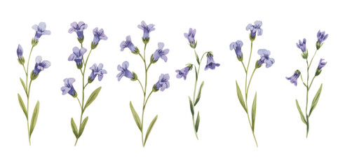 Purple and blue wildflowers with soft watercolor leaves. Watercolor collection of blooming wildflowers.