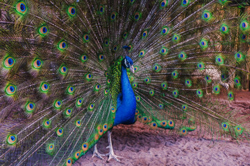 Obraz premium Close up peacock spreading tail feathers
