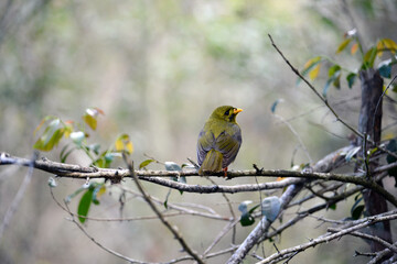 Bell Miner bird
