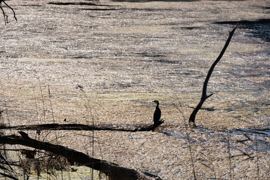 Cormorant 'on a palude