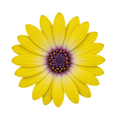 Obraz premium yellow osteospermum flower, dark purple-black center, isolated on transparent background, soft studio light. Concept of natural beauty, purity and optimism