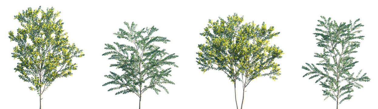 Set of Acacia podalyriifolia (pearl acacia, pearl wattle and silver wattle) blossoming frontal street spring trees medium and small isolated png on a transparent background perfectly cutout