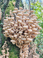 Autumn mushrooms are grown abundantly on old birch. Large harvest of wild honey agarics