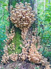Autumn mushrooms are grown abundantly on old birch. Large harvest of wild honey agarics