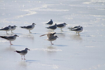 seagulls on a frozen pond
