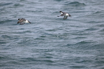 Ancient murrelet (Synthliboramphus antiquus) is a bird in the auk family.   This photo was taken in Japan.