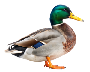 Mallard Duck Isolated on White Background