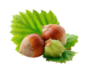 Harvesting hazelnuts nature food green leaves isolated on transparent background, png