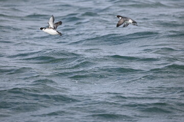 Ancient murrelet (Synthliboramphus antiquus) is a bird in the auk family.   This photo was taken in Japan.