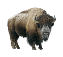 Bison grazing in winter landscape nature wildlife isolated on transparent background, png