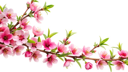 Fototapeta premium Peach Tree Branch with Pink Flowers Corner Border Isolated on White Background