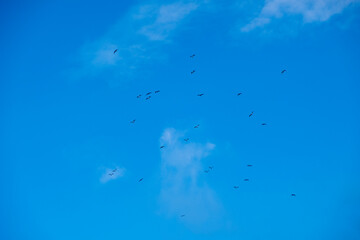 Flock of birds flying against a blue sky