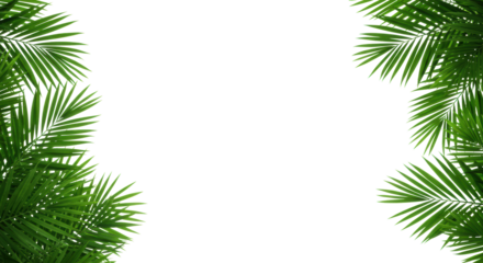 Lush, vibrant Areca palm fronds with intricate green details, on a transparent studio background with copy space, soft diffuse light. Concept of natural wellness and purity