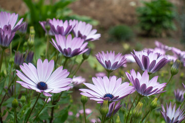 Obraz premium Dimorphotheca ecklonis or osteospermum is a perennial perennial plant of African origin, also known as African daisy or Cape marigold
