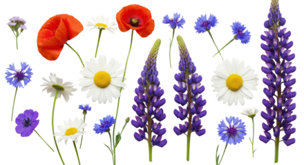 Pristine, vibrant red poppies, white daisies, purple lupines, blue cornflowers on an immaculate white background with copy space, high-angle studio shot with soft lighting, purity and elegance of