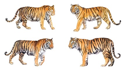 Obraz premium Ultra realistic watercolor style illustration of beautiful tiger, high detailed, isolated on white background