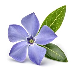 Fototapeta premium Periwinkle Delicate Bloom with Soft Lavender Petals and Timeless Botanical Elegance Captured in Minimalist Still Life Style on Pure White Background for Classic Floral Stock Photography