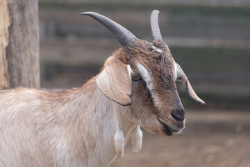 Goat close up