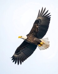 Obraz premium Bald eagle soaring in a pale sky
