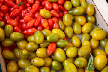 Fruit box with green and red Sammarzano tomatoes