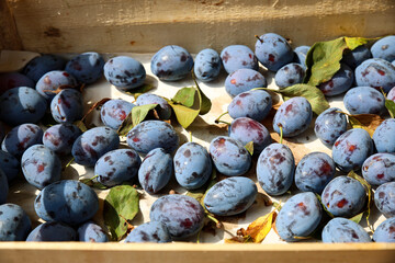 Wooden box with plums, vivid colors.