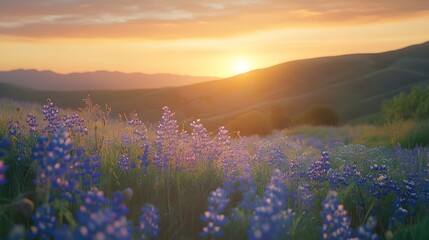 Obraz premium Serene Sunset Over Vibrant Wildflower Field in Rolling Hills