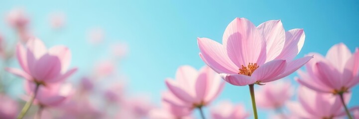 Obraz premium Soft focus pastel petals against vivid blue sky , vibrant, sun, meadow
