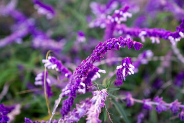 Nahaufnahme von den leuchtend violetten Blüten der Salbei-Pflanze Salvia