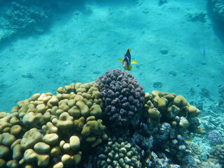 Pesce osservatore ad Aqaba © paolavanzin